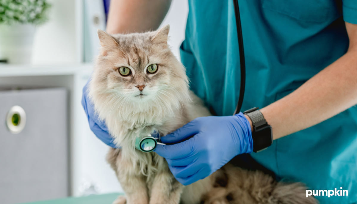 a cat getting a physical exam at a vet's office