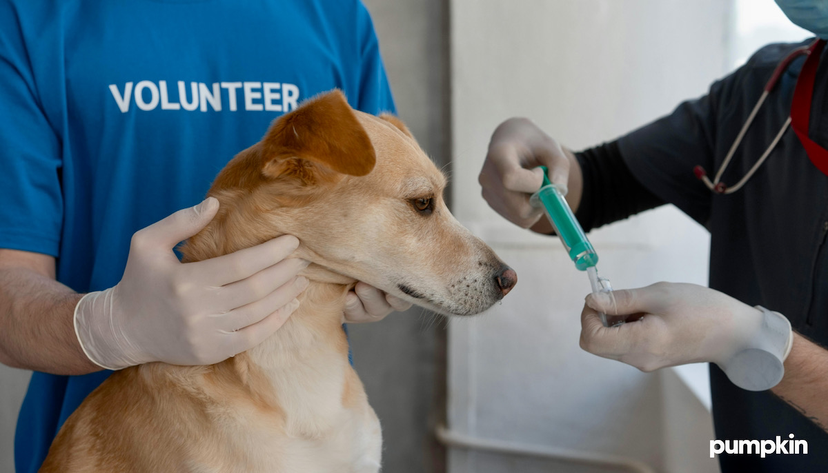 a dog getting blood drawn in veterinarian's office