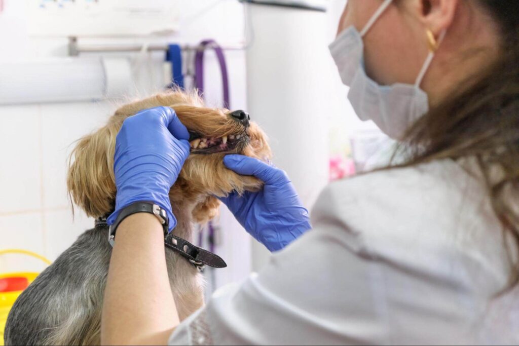 Veterinarian checking dog's mouth and teeth