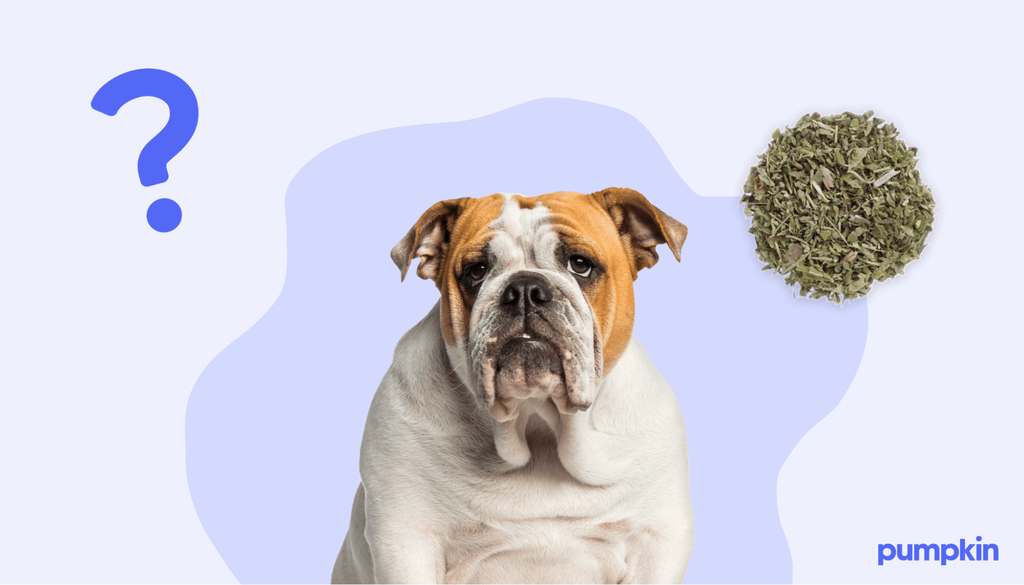 an english bulldog and pile of catnip