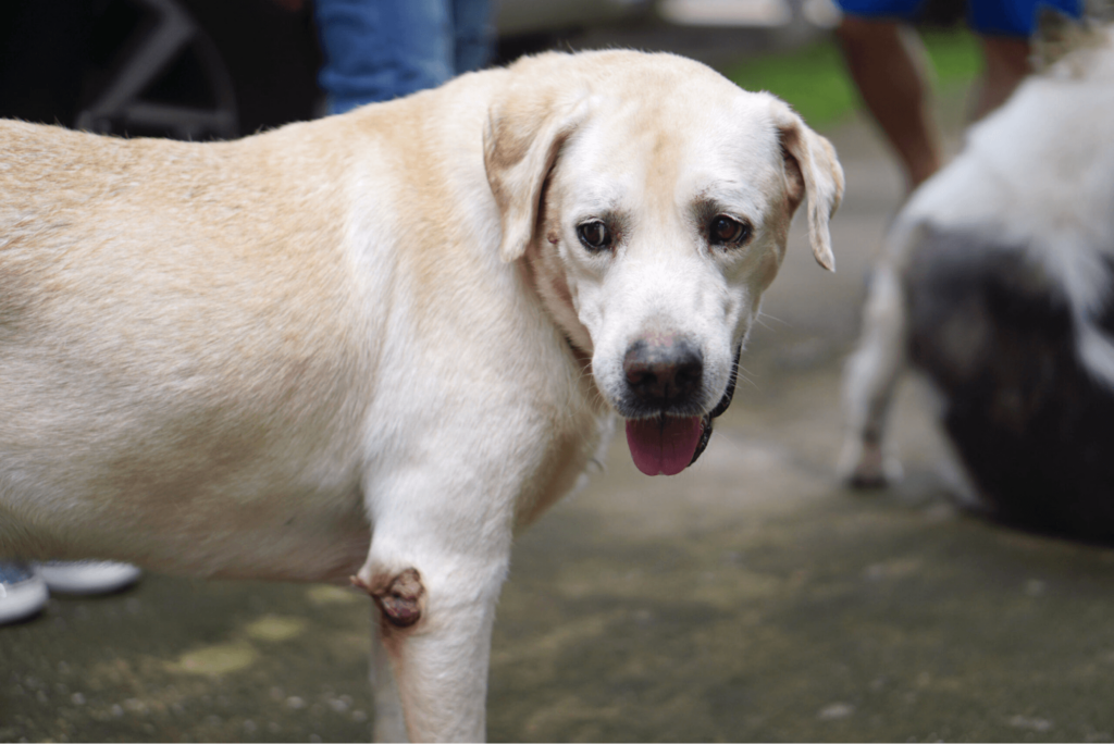 A dog with a wart on its elbow