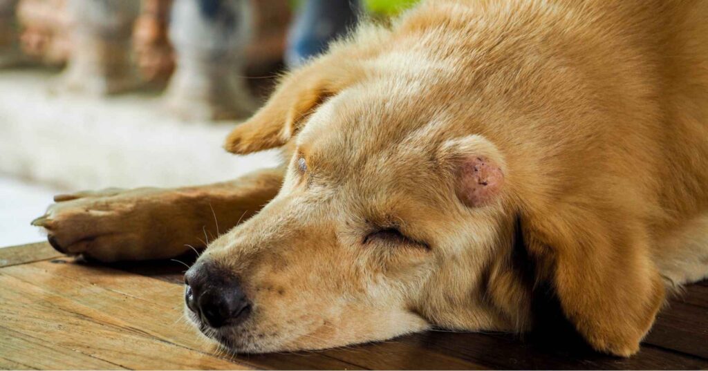 sleeping Dog with a tumor on their head