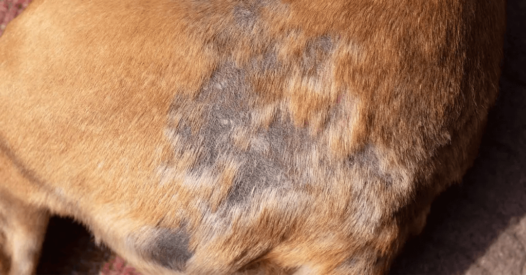 picture of mange and scabies rash on a dog's hind legs