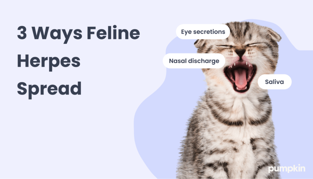 Ways feline herpes spreads