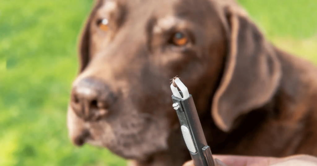 close-up of a tick removal tool grasping a deer tick with a black labrador retriever in the background