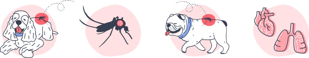 An illustration showing the transmission of heartworm disease in dogs.