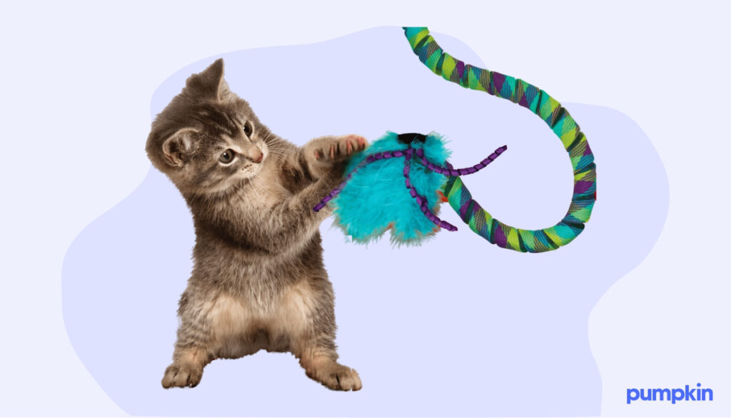 grey kitten playing with a feathered toy