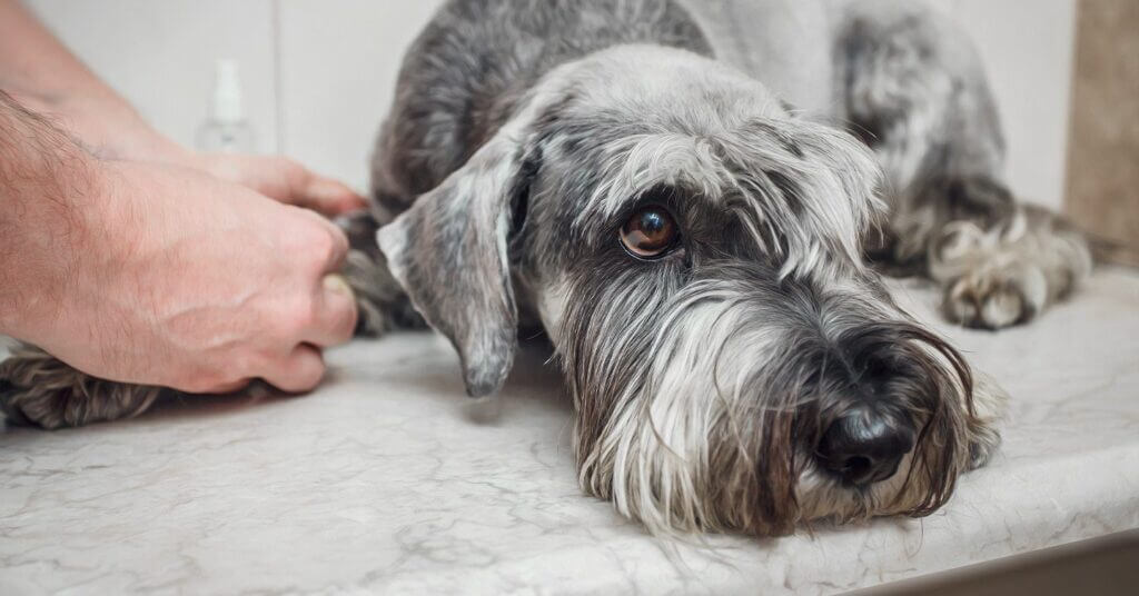 A Schnauzer dog lying on a veterinary examination table.