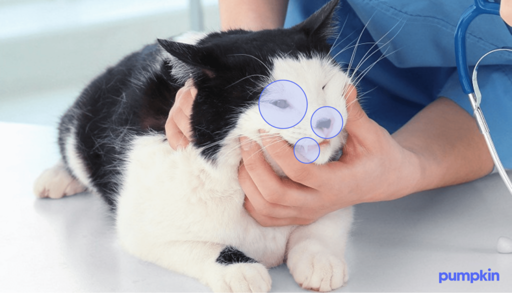 Vet checking a cat for feline herpes