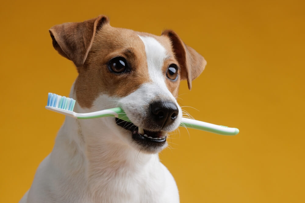 Dog with toothbrush in their mouth