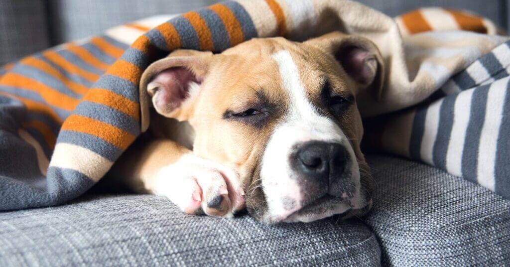 A sleepy dog resting under a blanket