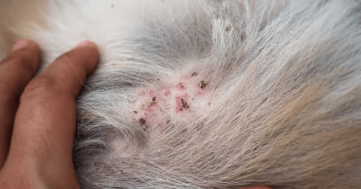 picture of atopic dermatitis (Atopy) on a dog's skin