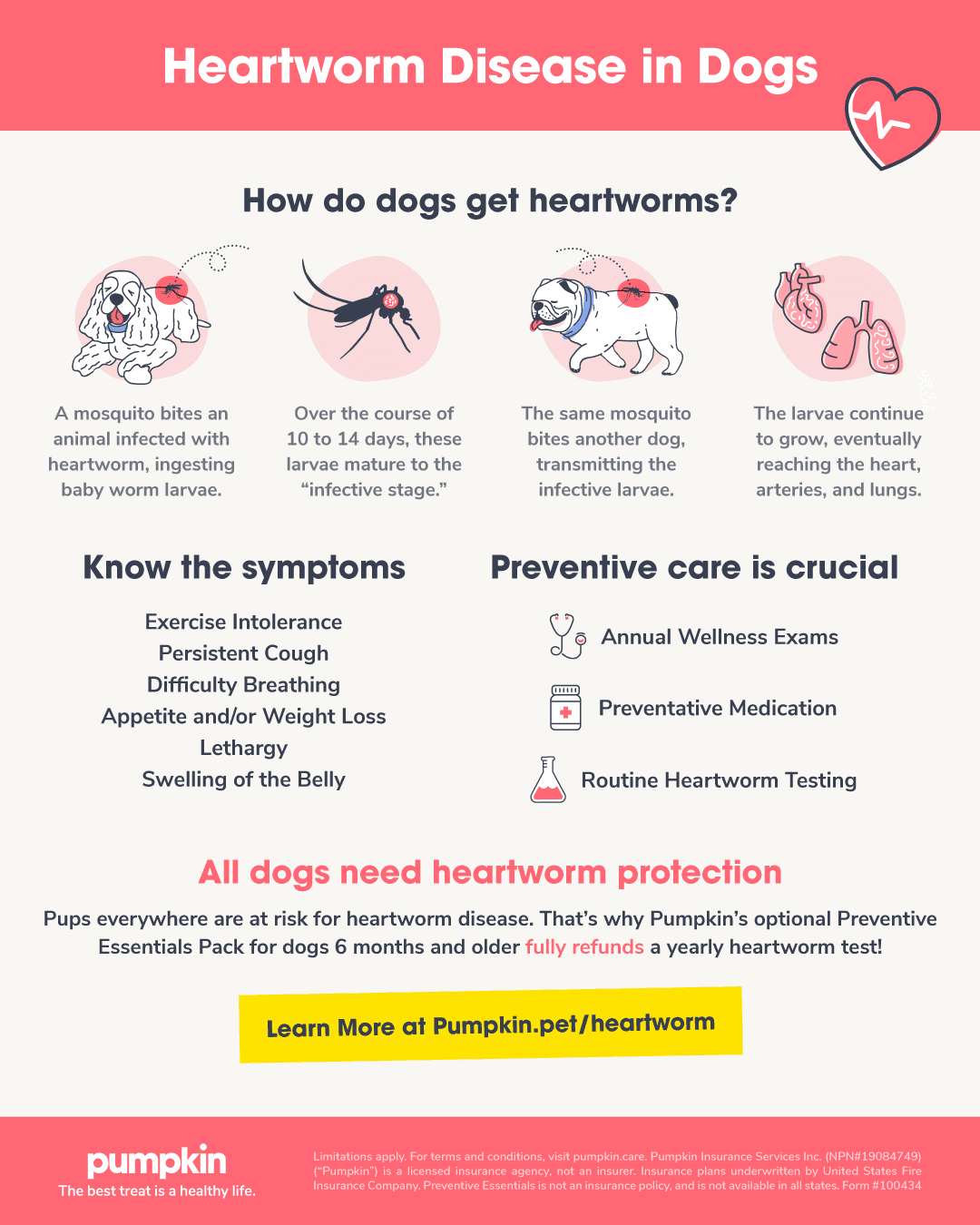 An infographic about heartworm disease in dogs.