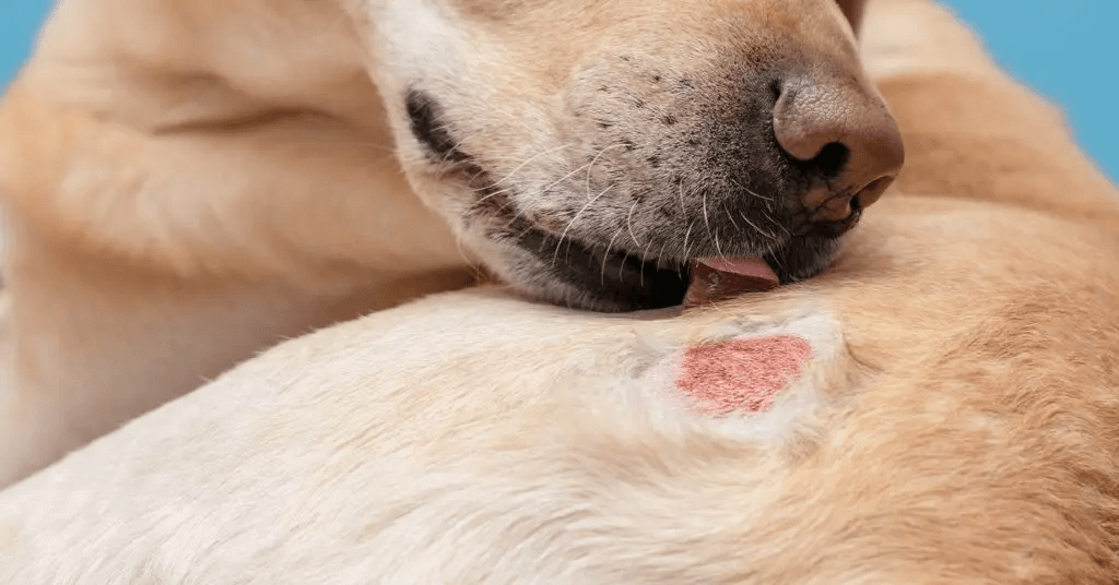 dog licking at Folliculitis spot on their skin