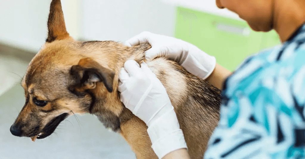 a vet examining a dog's skin